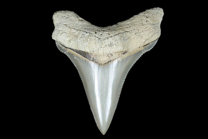 Killer, Fossil Chubutensis Tooth - Aurora, North Carolina #176597